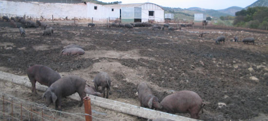 Granja ibérico