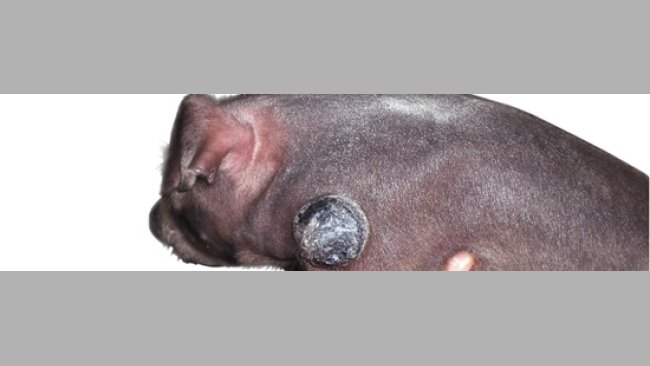 Lechón con melanoma