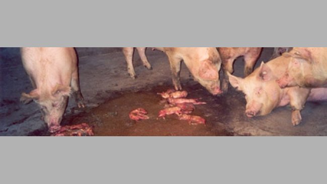 Parque con cerdas con abortos