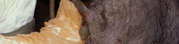 Toma de muestra fecal