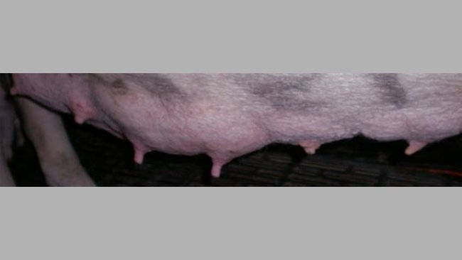 Diferencia visual entre las glándulas utilizadas y las no utiliazdas a los 7 días de lactación.