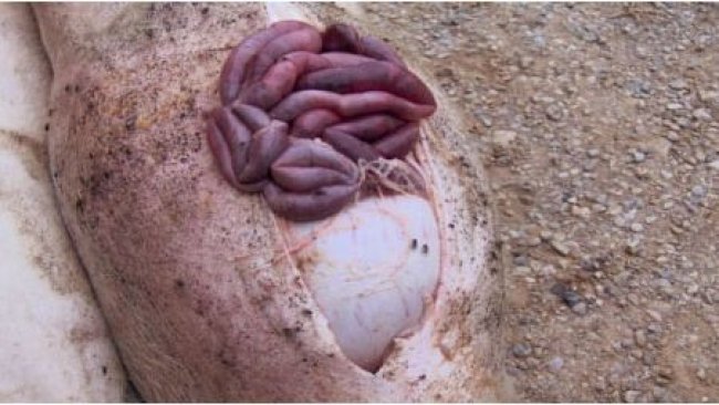 Necropsia de un cerdo afectado por úlcera gástrica