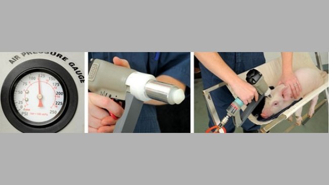 Euthanasie d'un porcelet avec une balle captive non pénétrante (BCNP)