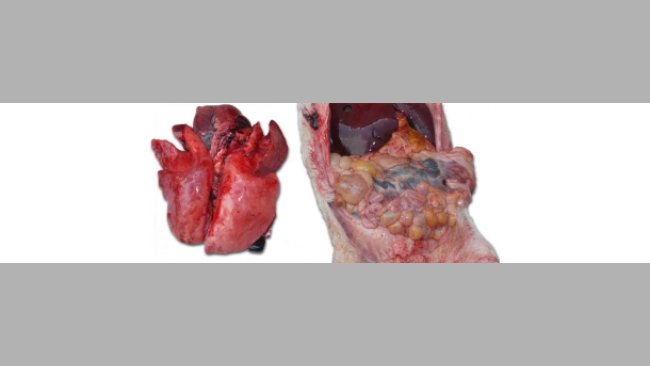 congestión pulmonar grave y una enteritis de gravedad variable con afectación de más o menos importancia de los ganglios linfáticos mesentéricos.