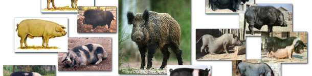 Variaci&oacute;n fenot&iacute;pica