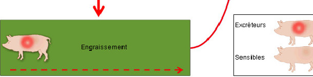 M&eacute;canisme de perp&eacute;tuation de l'infection par le SDRP 