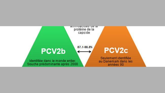 Principaux génotypes du PCV2