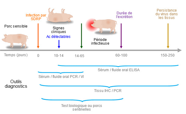 Capacit&eacute; des outils de diagnostic pour d&eacute;tecter les antig&egrave;nes ou les anticorps du SDRP pendant l'infection