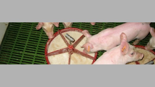 Préparation de bouillies