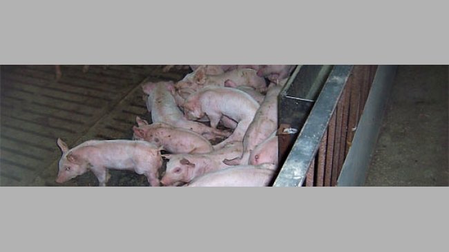 Besoins de base du porc en croissance