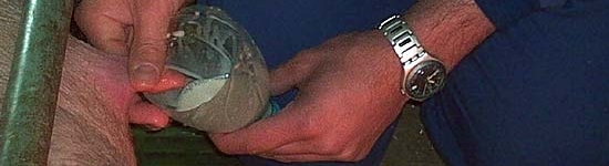 Prise de colostrum des porcelets