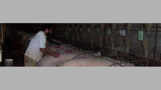 Détection des chaleurs et insémination des truies en réfectoire (I)