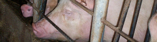 Utilisation des hormones (I)