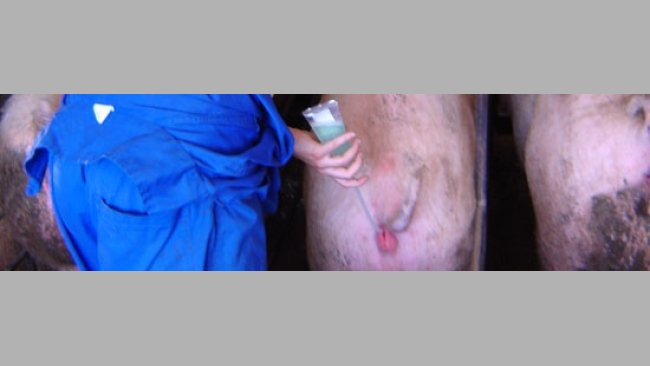 Reproduction et renouvellement – Détection des chaleurs et insémination des truies en réfectoire (II)