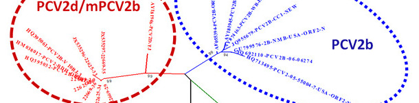 Relation entre les principaux g&eacute;notypes du PCV2 sur la base de la comparaison des s&eacute;quences ORF2.