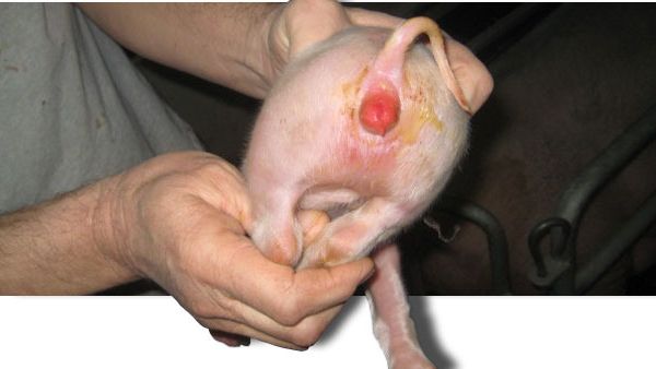  rougeur vulvaire typique caus&eacute;e par la z&eacute;aral&eacute;none pendant la lactation avec diarrh&eacute;e due &agrave; des coliformes.