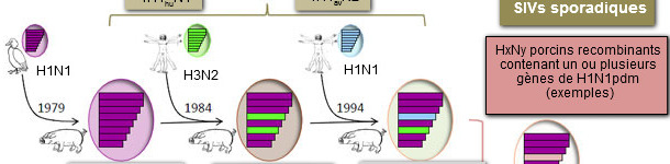 Virus de la gripe porcina detectados en cerdos europeos en 2014