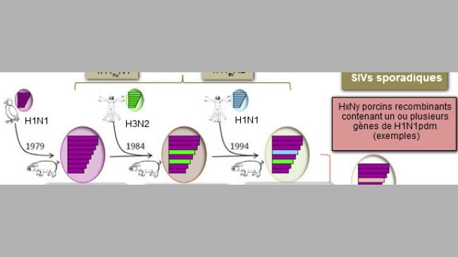 Virus de la gripe porcina detectados en cerdos europeos en 2014