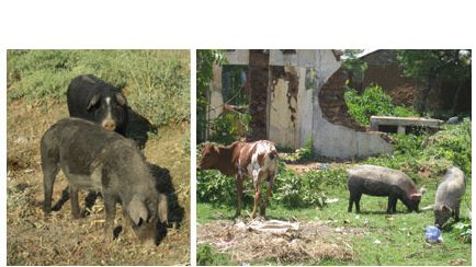 Porcs cherchant des restes dans un environnement urbain