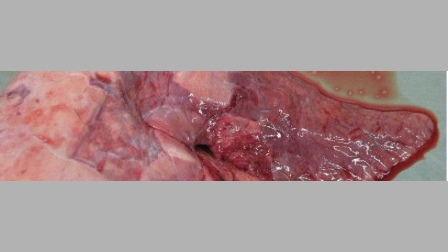Pneumonie catarrhale dans la zone cranio-ventrale après une infection expérimentale par M. hyopneumoniae.