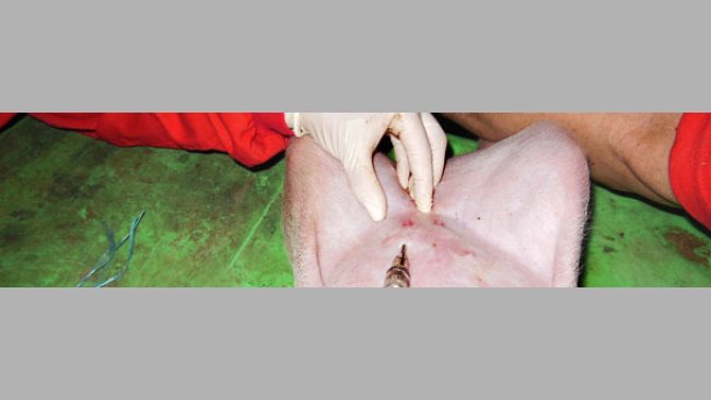 Application intradermique de l'antigène