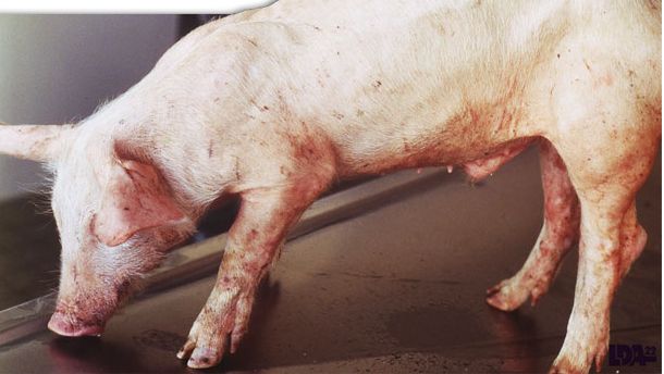 Lech&oacute;n con desmedro