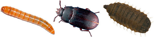 Alternatives aux sources de prot&eacute;ines traditionnelles