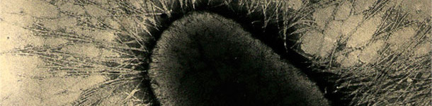 les facteurs d'adh&eacute;sion d'ETEC sont les prot&eacute;ines sp&eacute;cialis&eacute;es des fimbriae ou pili qui adh&egrave;rent fortement aux r&eacute;cepteurs glycoprot&eacute;iques des cellules intestinales.