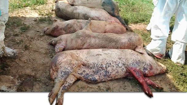 Cadavres de pocs infect&eacute;s par le virus de la PPA.