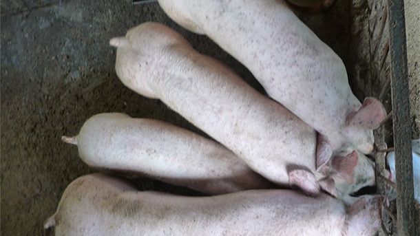 Il est normal de trouver des porcs avec des poids h&eacute;t&eacute;rog&egrave;nes dans les &eacute;levages touch&eacute;s par MS-PCV2 et PCV2-SI