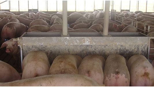 Figure 2. Porcs log&eacute;s avec 0.68m2/porc