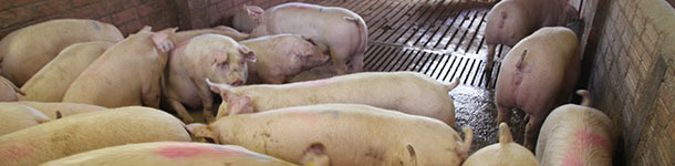 Proposition pour r&eacute;duire la variabilit&eacute; du poids vif &agrave; l'abattoir