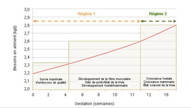 Prioridades en la alimentación de la cerda en gestación
