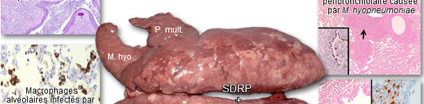 Poumons d&rsquo;un porc atteint par le PRDC