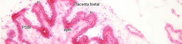 Histopathologie de l&rsquo;endom&egrave;tre et du placenta