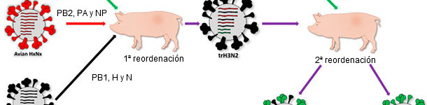 Origine de la souche qui a caus&eacute; la pand&eacute;mie de 2009 H1N1pdm