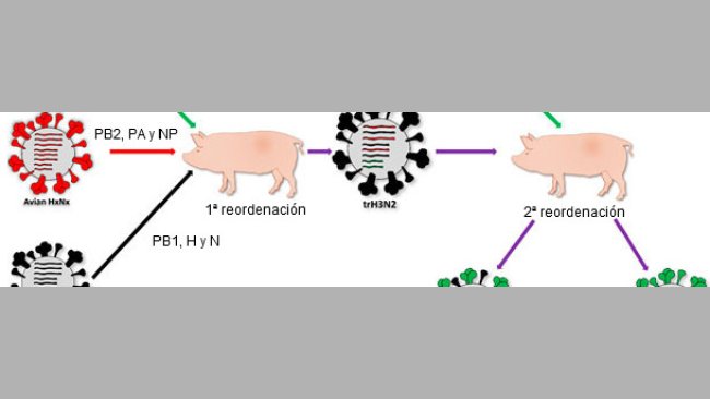 Origine de la souche qui a causé la pandémie de 2009 H1N1pdm