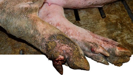 Ergots amput&eacute;s