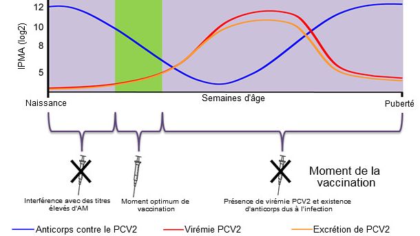 D&eacute;termination du moment optimum pour la vaccination des porcelets contre le PCV2