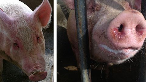 Truies malades avec de l&rsquo;EM et avec d&eacute;pression, anorexie, fi&egrave;vre, difficult&eacute;s respiratoires mod&eacute;r&eacute;es, &eacute;coulements nasaux et oculaires avec du mucus et du sang.