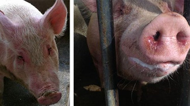 Truies malades avec de l’EM et avec dépression, anorexie, fièvre, difficultés respiratoires modérées, écoulements nasaux et oculaires avec du mucus et du sang.