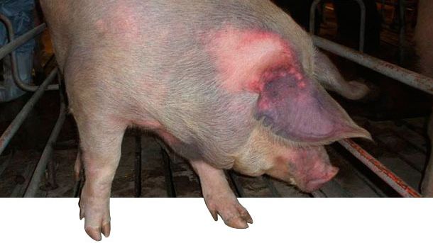 Porc non expos&eacute; infect&eacute; par voie naturelle avec le virus SDRP de type 1 qui pr&eacute;sente une cyanose sur les oreilles 