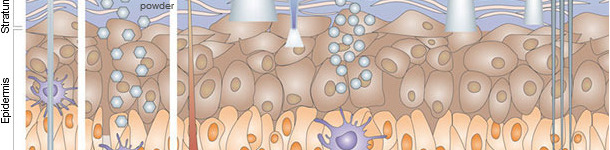  Immunisation par voie cutan&eacute;e