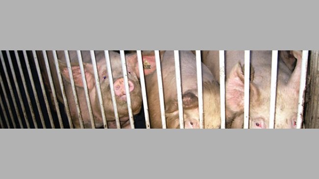 Protocoles sanitaires pour l'entrée des cheptels de renouvellement