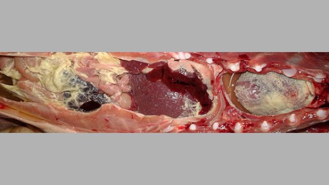 Polysérosite fibrineuse sur un porcelet de post-sevrage