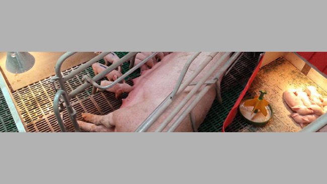 Système simple, améliorable, pour la lactation séquencielle