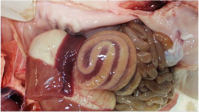 L'œdème de mésocolon est une lésion typique des cas d’ICD