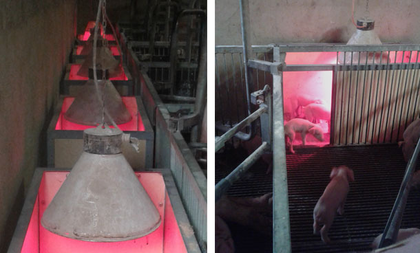 Nids dans le couloir
