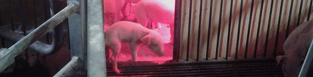 Nids dans le couloir
