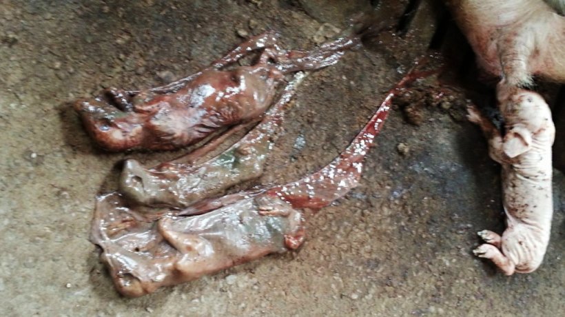 momies de différentes tailles dues au parvovirus et mise-bas avant terme due au SDRP dans la zone de gestation.